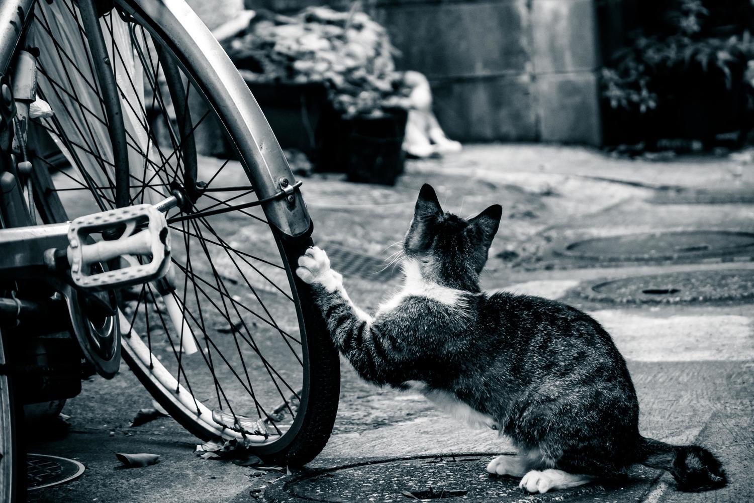 自分で自転車を修理する